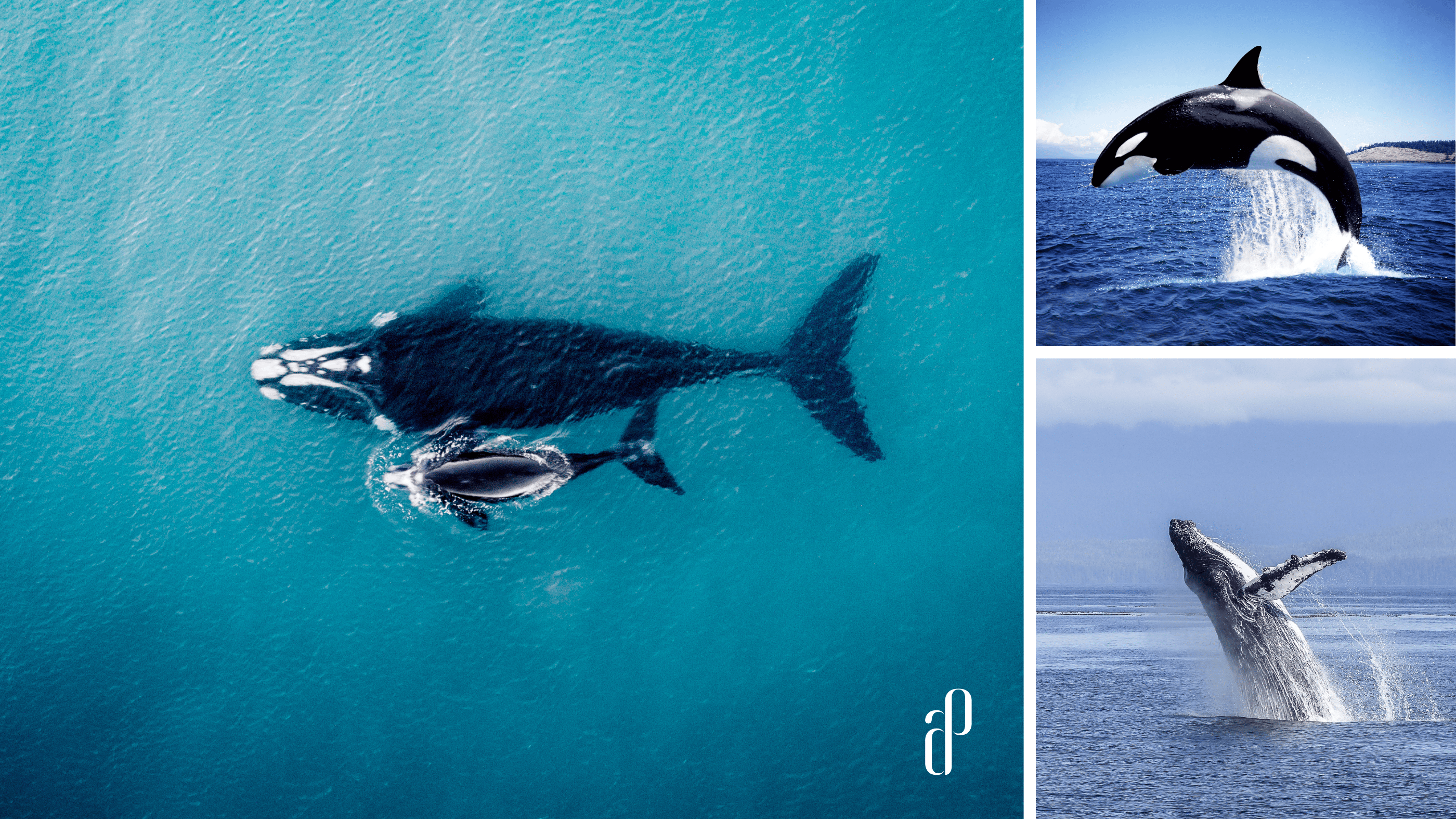 Happy World Whale Day from Auction Packages!