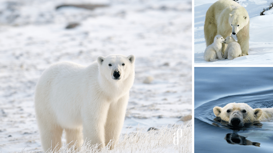 International Polar Bear Day collage